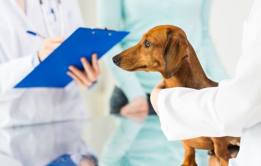 펫이 돈 된다…제약사, 동물의약품 시장 각축전